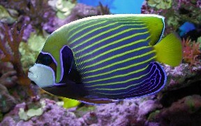 Photo:  Imperator Angel Fish